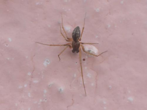 Tenuiphantes sp.